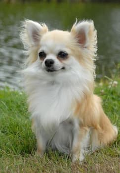 Chihuahua's photo