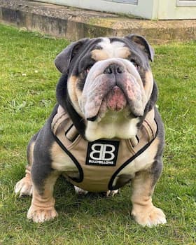 English Bulldog's photo