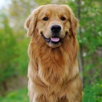 Golden Retriever's photo