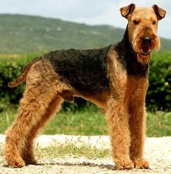 Airedale Terrier's Photo