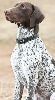 German Shorthaired Pointer's Photo