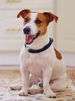 Jack Russell Terrier's Photo