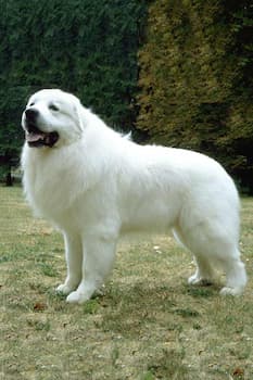 Great Pyrenees' Photo