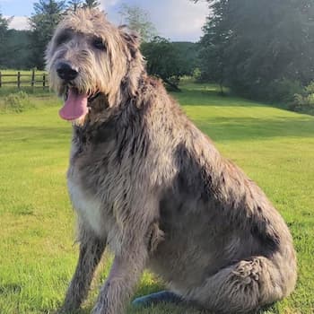 Irish Wolfhound