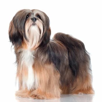 Lhasa Apso's Photo