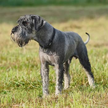 Standard Schnauzer's Photo