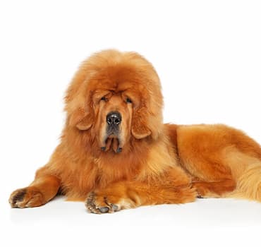 Tibetan Mastiff's Photo