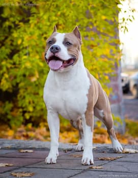 American Staffordshire Terrier's Photo