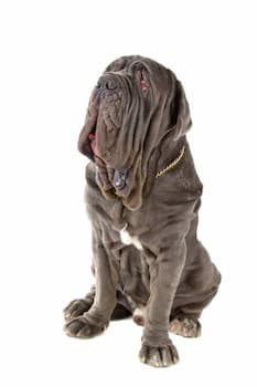 Neapolitan Mastiff's Photo