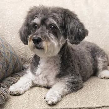 Schnoodle's Photo