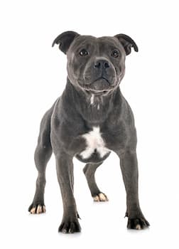 Staffordshire Bull Terrier's Photo