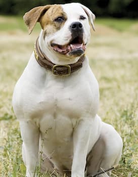 American Bulldog's Photo