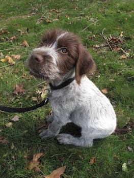 German Wirehaired Pointer's Photo