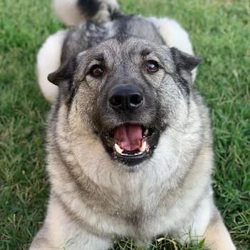 Norwegian Elkhound's Photo