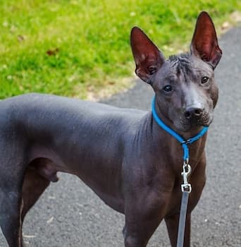 Xoloitzcuintli's Photo