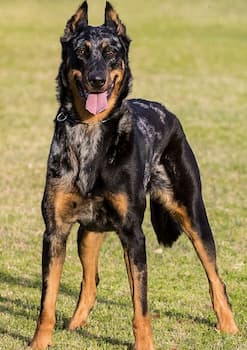 Beauceron's Photo