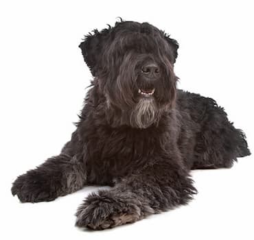 Bouvier Des Flandres' Photo