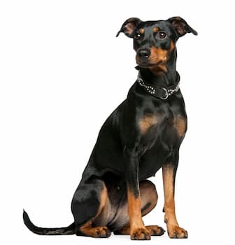 German Pinscher's Photo