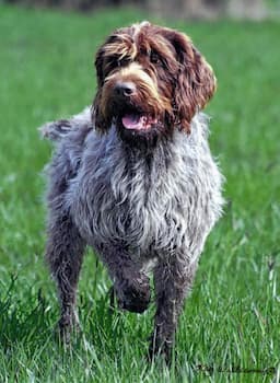 Wirehaired Pointing Griffon's Photo
