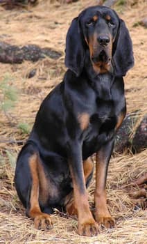 Black and Tan Coonhound's Photo
