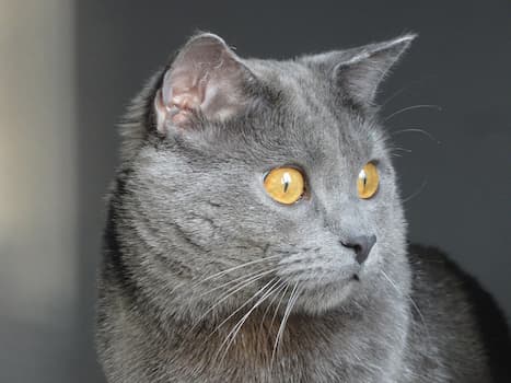 Chartreux Cat 's Photo